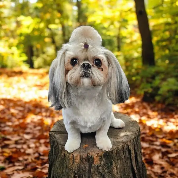A groomed Shih Tzu with a topknot sitting on a tree stump with autumn colours behind