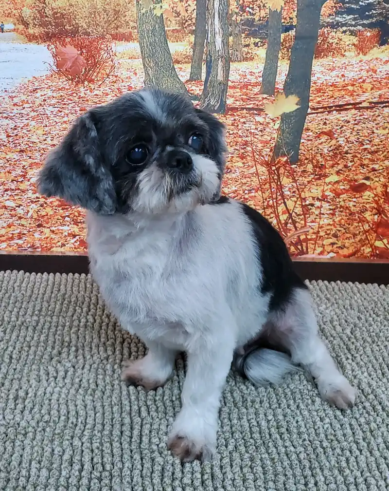 A freshly groomed black and white Shih Tzu sitting on a grey mat in front of an autumn backdrop