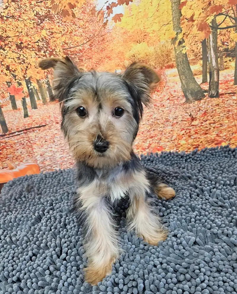 A groomed Yorkshire Terrier sitting on a textured grey mat in front of an autumn scene