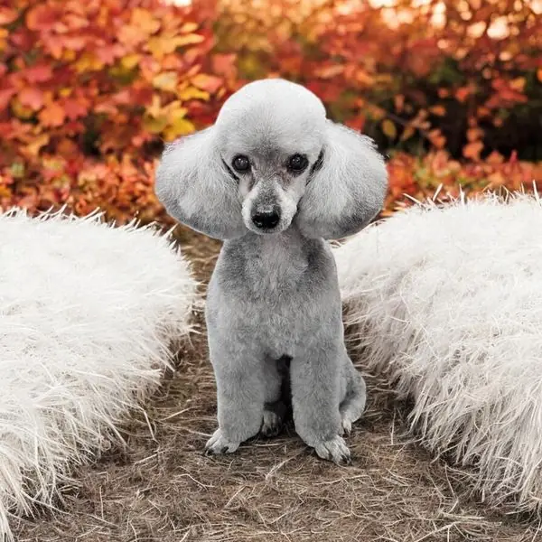 A groomed grey poodle sitting between white fur props with autumn leaves behind