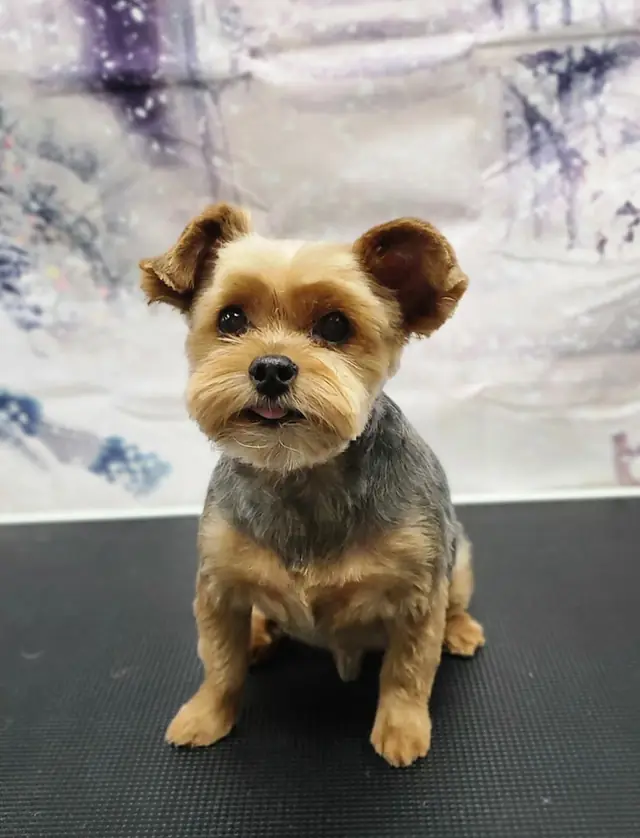 A groomed Yorkshire Terrier standing on a grooming table in front of a winter backdrop