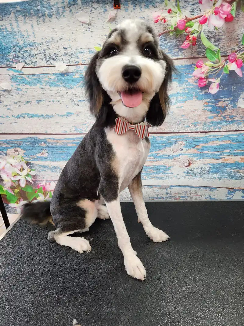 A doodle after a full groom, sitting on the grooming table in a bow tie