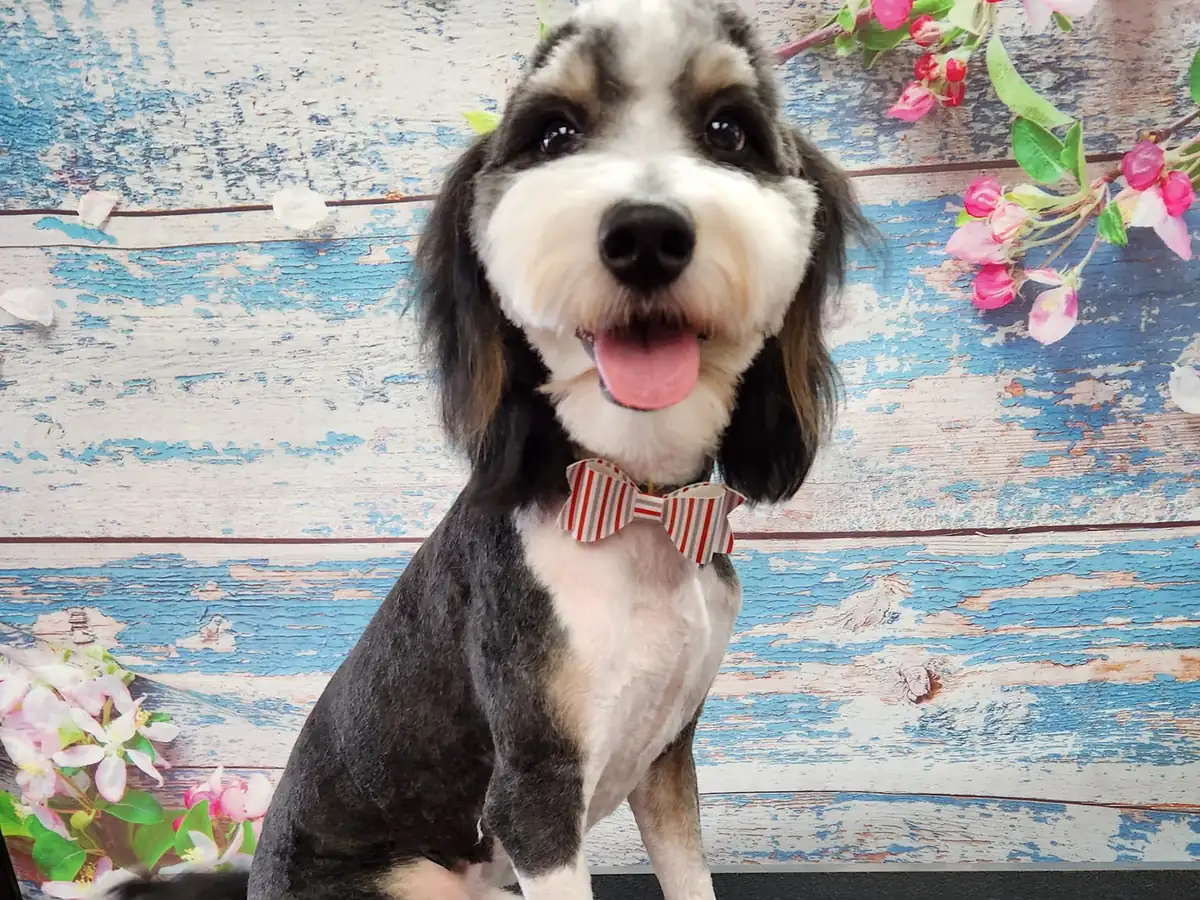 A doodle after a full groom at Shear Bliss: rounded face, long ears, clipped body and a striped bow tie, sitting on a grooming table